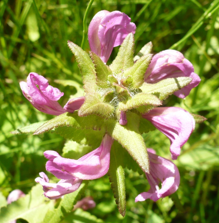 Изображение особи Pedicularis resupinata.