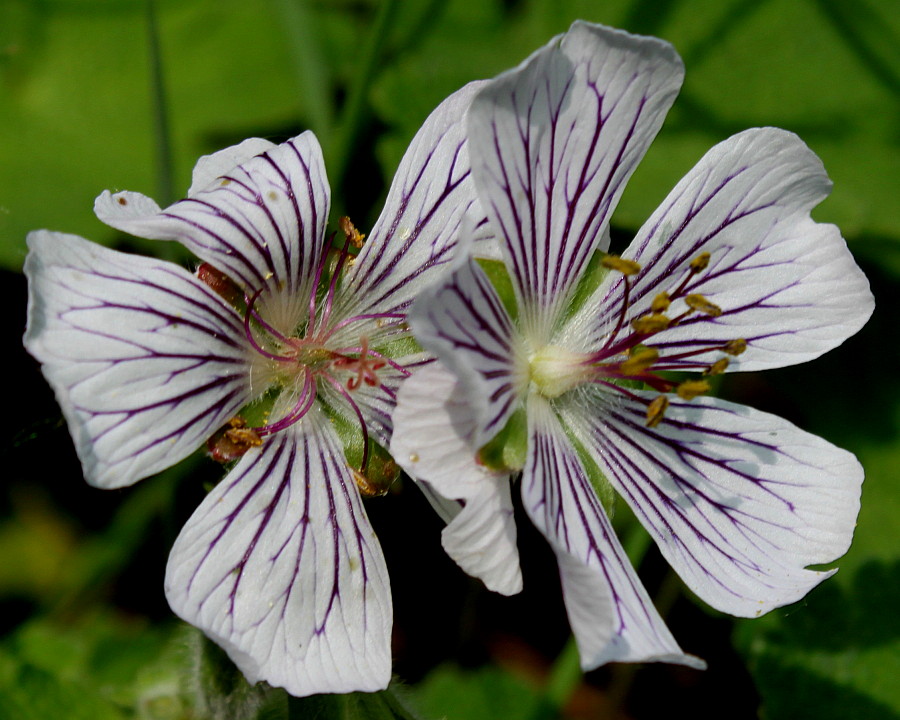 Изображение особи Geranium renardii.