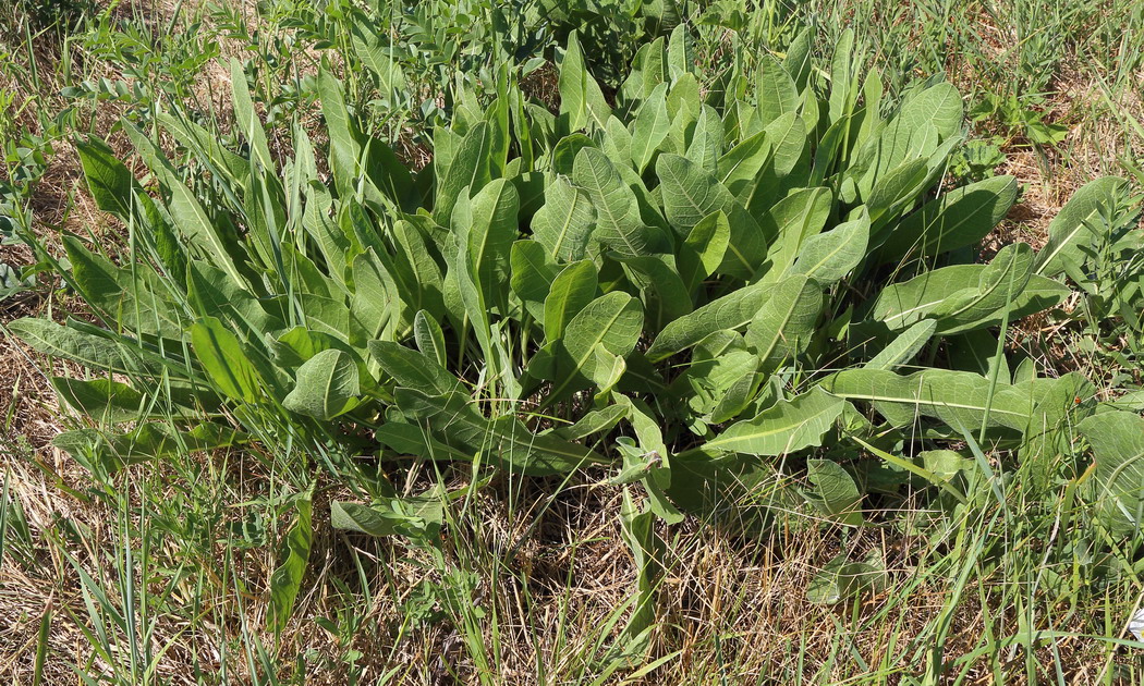 Изображение особи род Limonium.