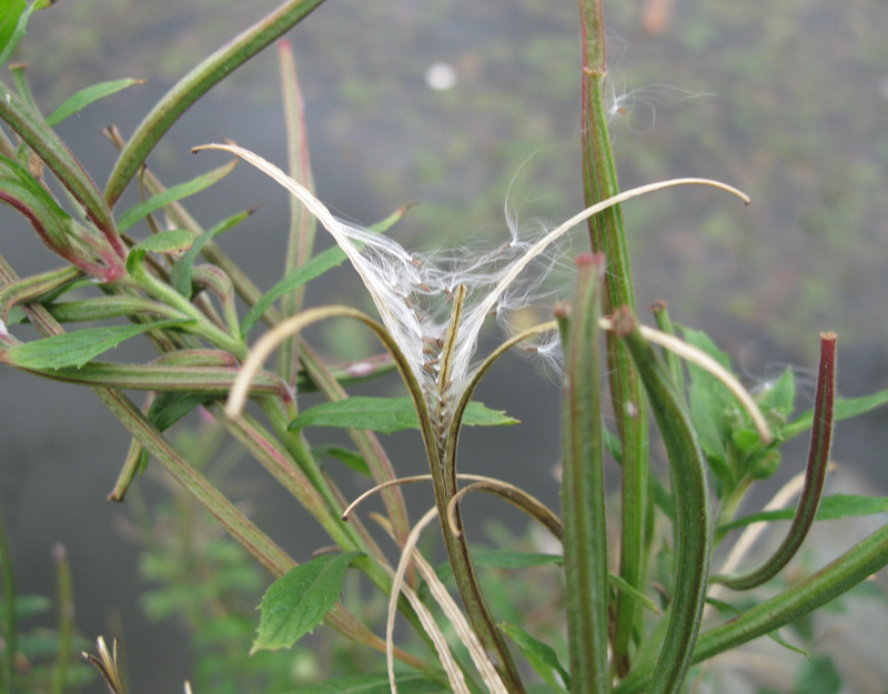 Изображение особи Epilobium hirsutum.