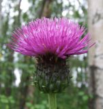 Cirsium heterophyllum