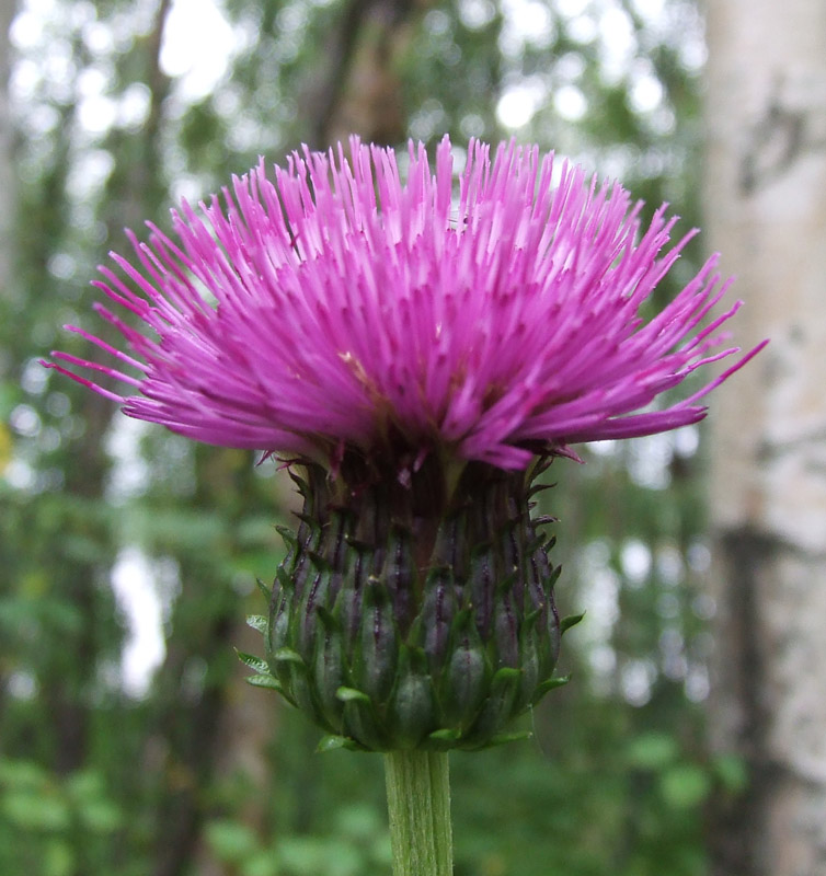 Изображение особи Cirsium heterophyllum.