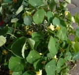 Tropaeolum majus