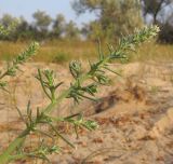 Salsola tragus