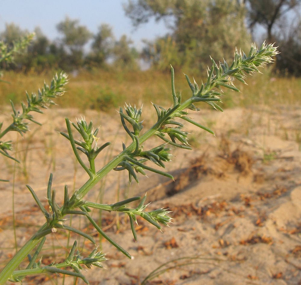 Изображение особи Salsola tragus.