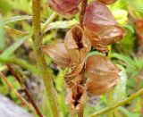 род Rhinanthus