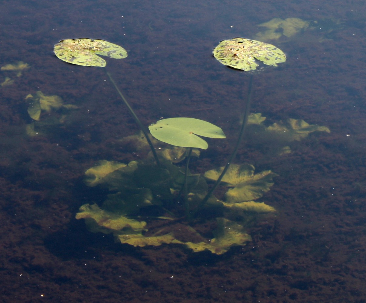 Image of Nuphar lutea specimen.