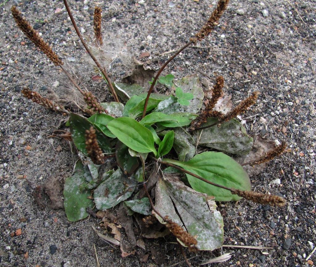 Image of Plantago major specimen.