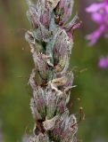 Lythrum salicaria. Средняя часть соплодия. Германия, г. Дюссельдорф, Ботанический сад университета. 05.09.2014.
