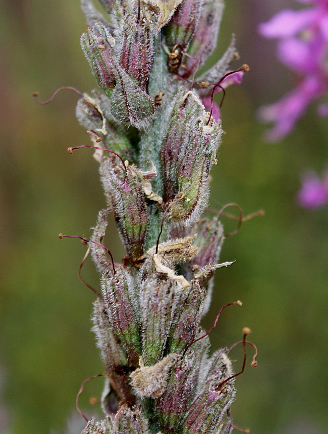 Image of Lythrum salicaria specimen.