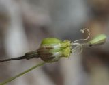 Silene subspecies rhodopea