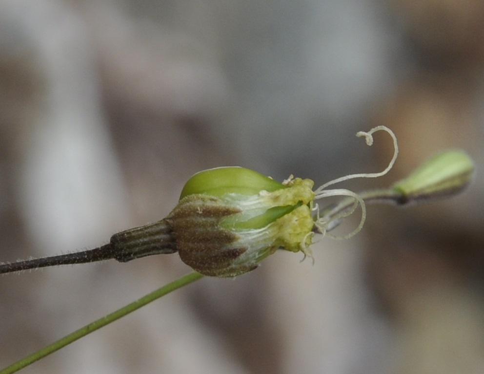 Изображение особи Silene gigantea ssp. rhodopea.
