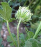 Hibiscus trionum