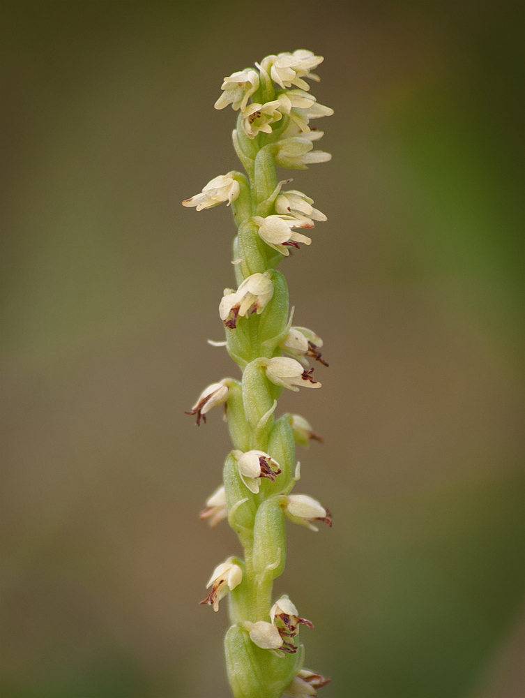 Image of Herminium monorchis specimen.