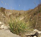 Sesleria alba. Плодоносящее растение. Краснодарский край, м/о г. Новороссийск, хр. Маркотх, русло временно пересохшего горного ручья. 23.10.2014.