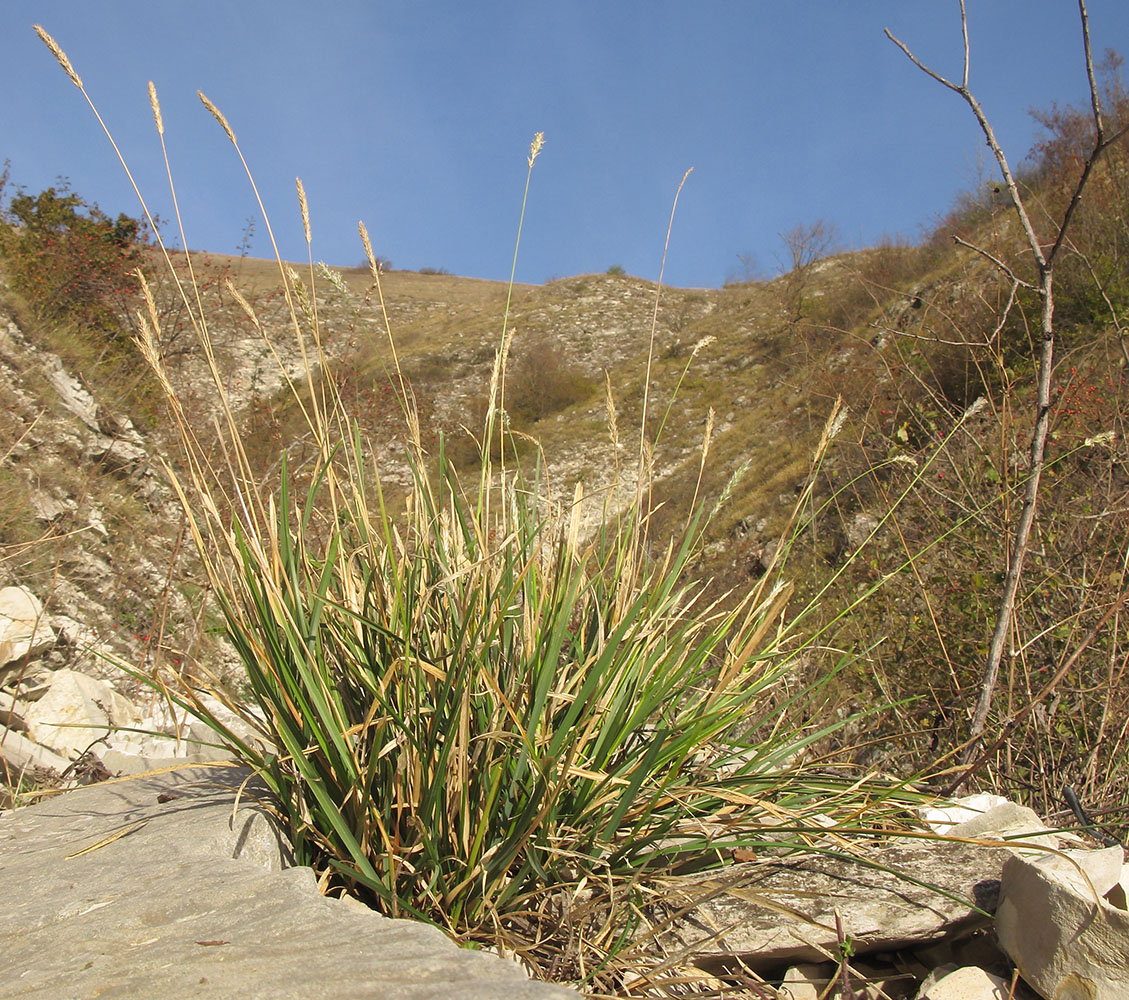 Image of Sesleria alba specimen.