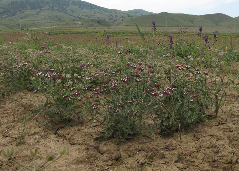 Изображение особи Turgenia latifolia.