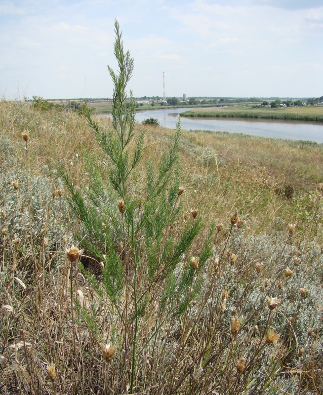 Изображение особи Asparagus officinalis.