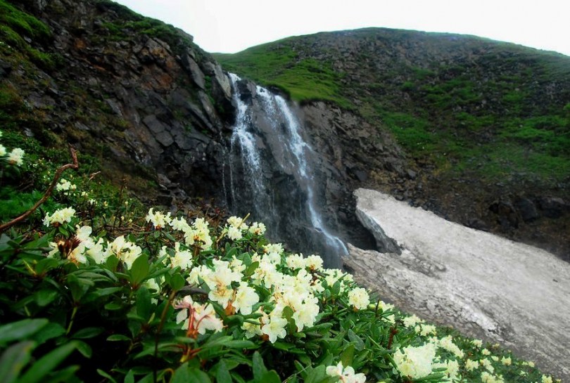 Изображение особи Rhododendron aureum.