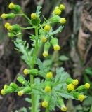 Senecio vulgaris