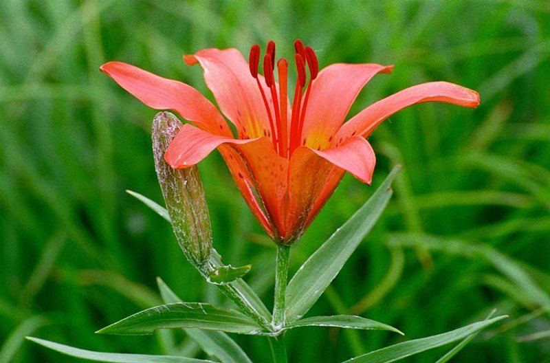 Изображение особи Lilium pensylvanicum.