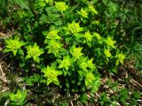 Euphorbia altaica