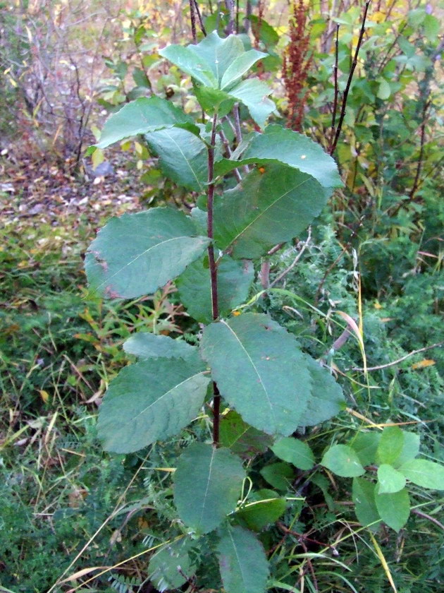Image of Salix caprea specimen.