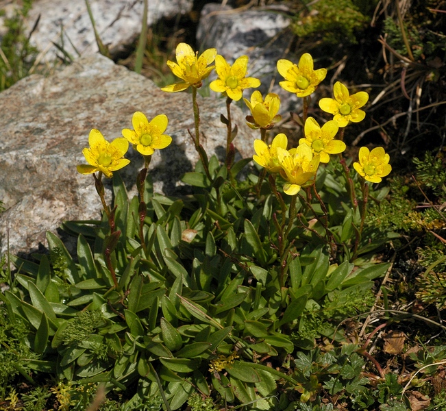 Изображение особи Saxifraga hirculus.