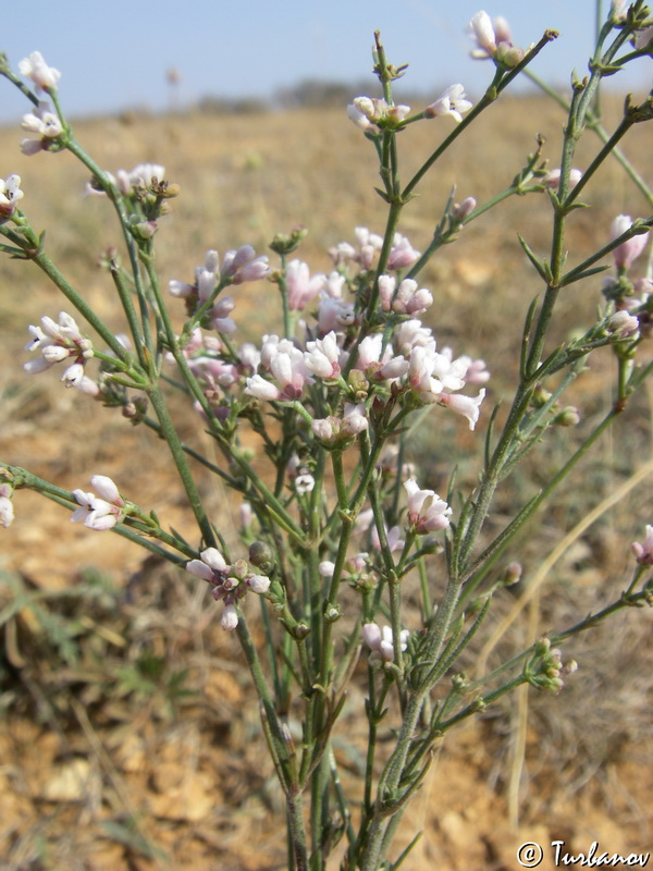 Изображение особи род Asperula.