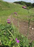 Gladiolus imbricatus