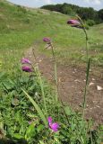 Gladiolus imbricatus