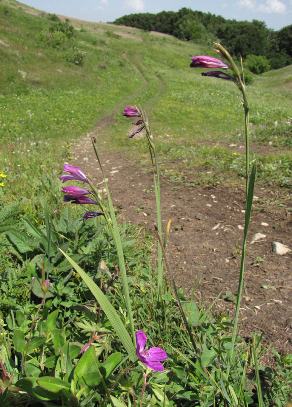 Изображение особи Gladiolus imbricatus.