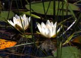 Nymphaea candida