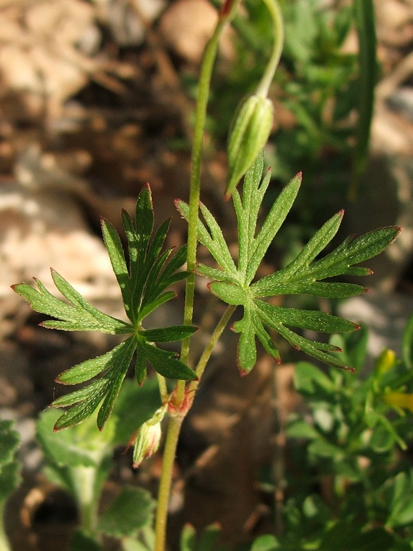 Изображение особи Geranium columbinum.