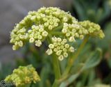 Crithmum maritimum