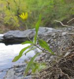 Hieracium virgultorum