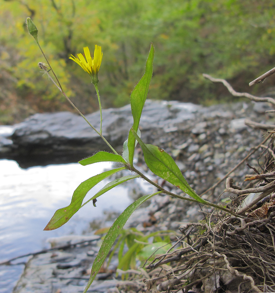 Изображение особи Hieracium virgultorum.