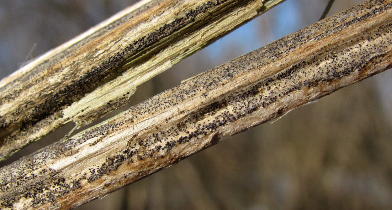 Image of Urtica dioica specimen.