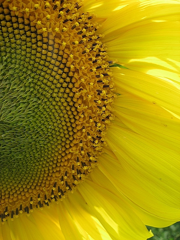 Image of Helianthus annuus specimen.