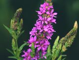 Lythrum salicaria. Верхушка цветущего побега. Московская обл., Раменский р-н, окр. дер. Хрипань, садовый участок. 30.06.2015.