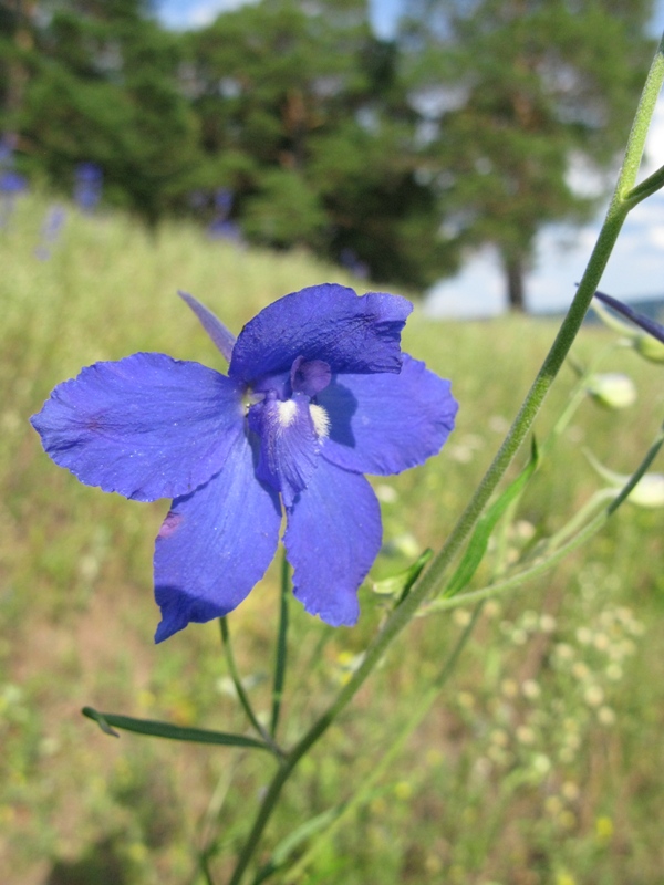 Image of Delphinium grandiflorum specimen.