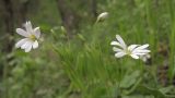 Stellaria holostea. Бутоны, цветки и листья. Краснодарский край, м/о г. Новороссийск, гора Рябкова, дубово-грабово-буковый лес. 20.04.2015.