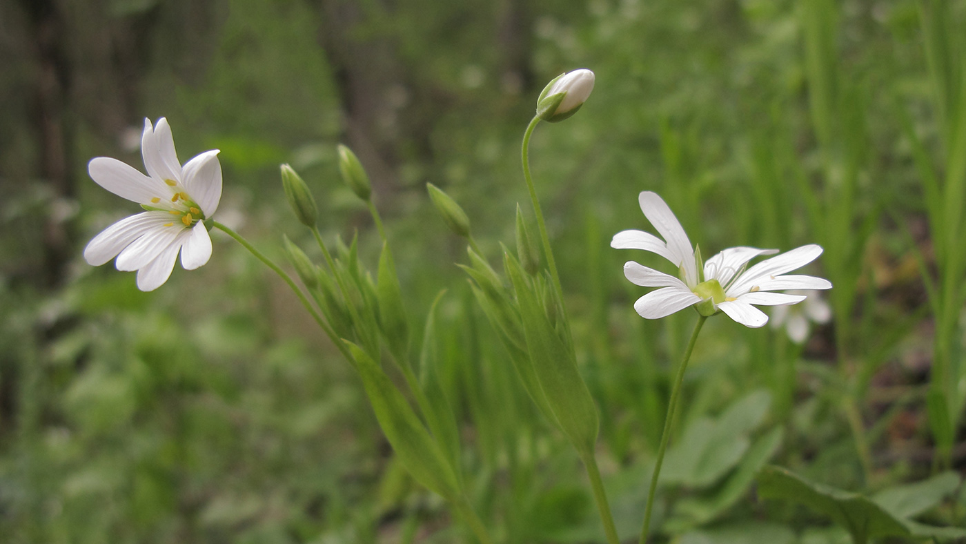 Изображение особи Stellaria holostea.