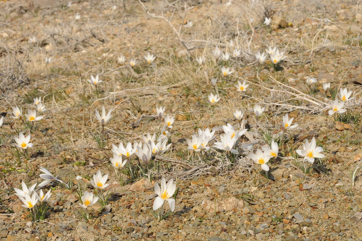 Image of Crocus alatavicus specimen.
