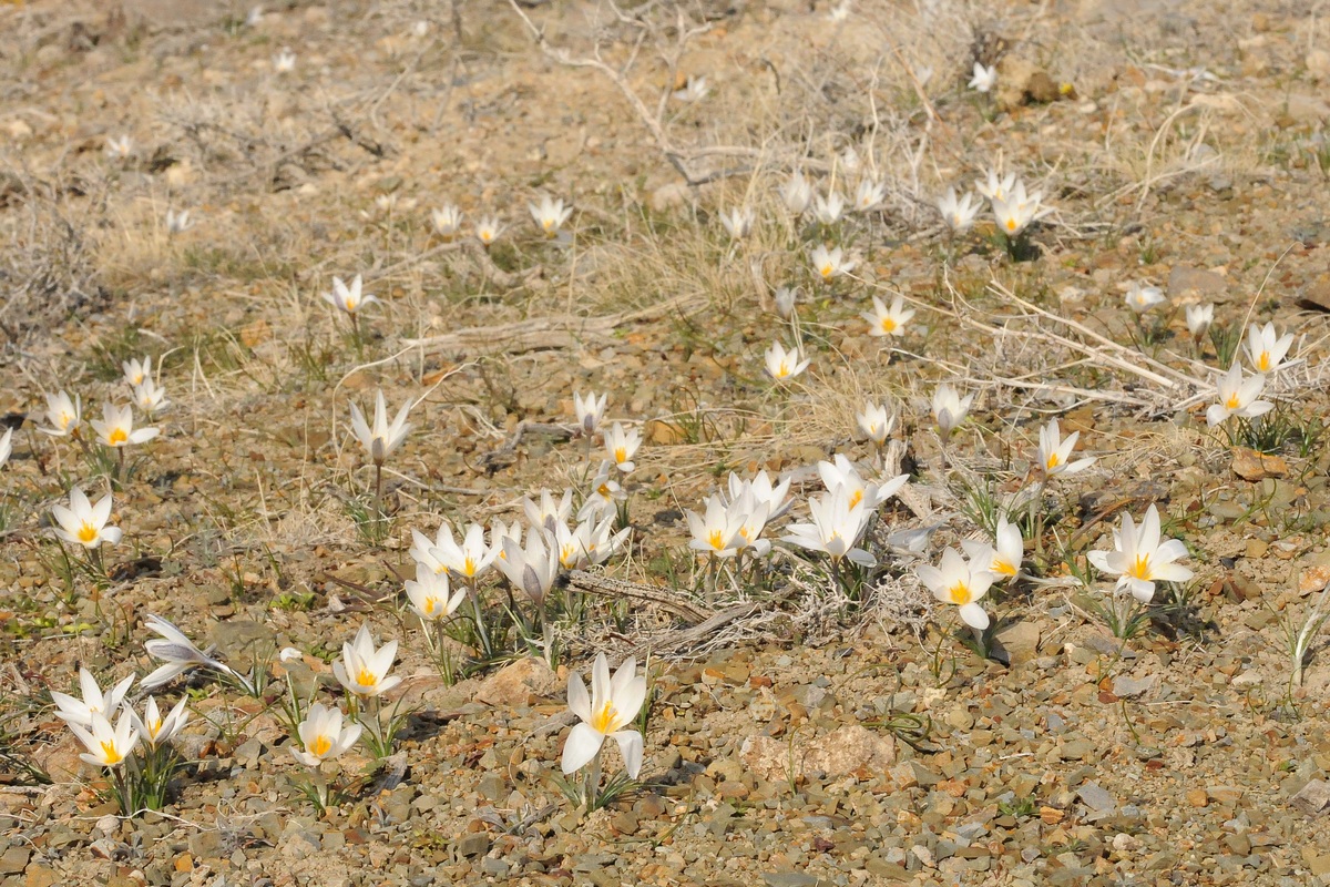 Изображение особи Crocus alatavicus.