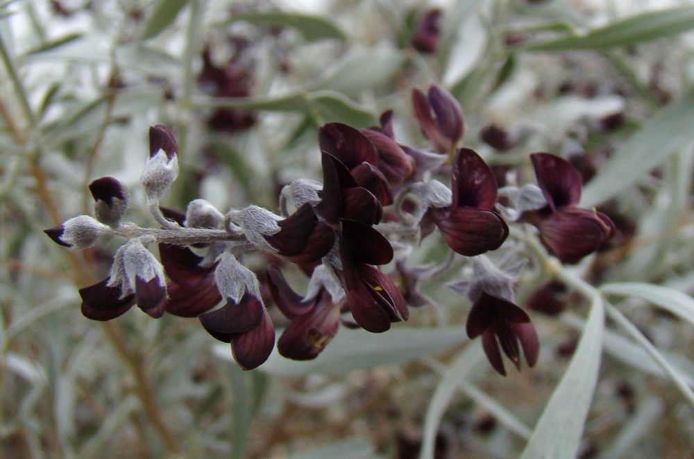 Image of Ammodendron bifolium specimen.