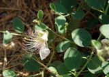Capparis herbacea. Часть побега с цветком. Греция, Афины, сухой склон. 11.06.2009.