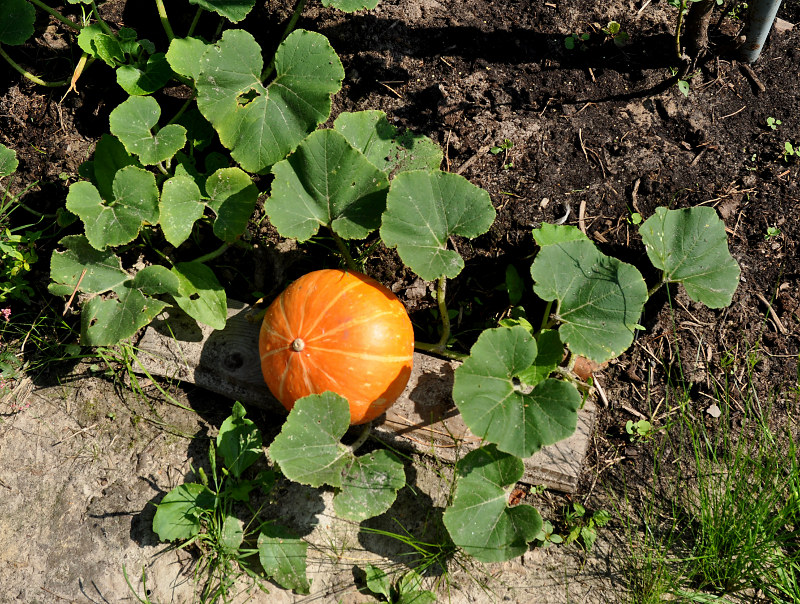 Изображение особи Cucurbita maxima.