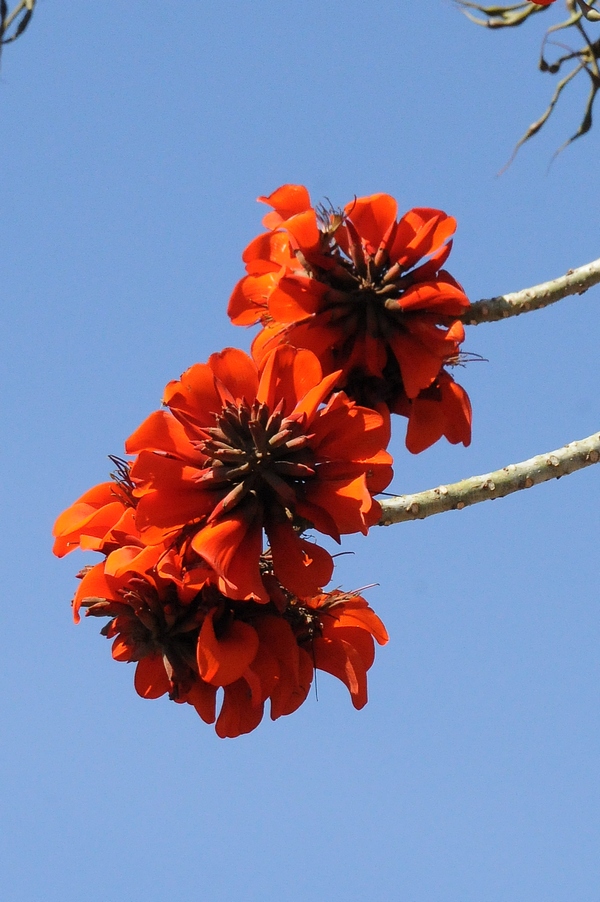 Изображение особи Erythrina caffra.