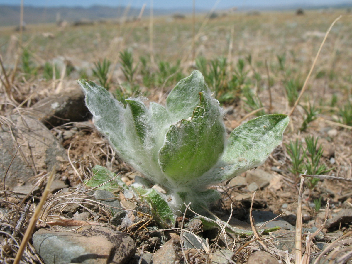 Изображение особи Lachnophyllum gossypinum.